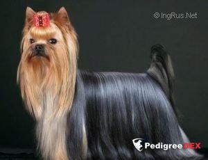  PLAY UP OF SILVER SPEED — Labaza DogPedigree YorkshireTerrier